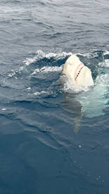 Shark Fishing Fort Lauderdale 