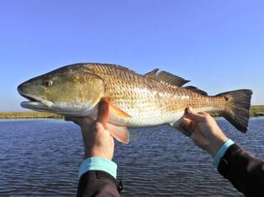 South Padre Island Report Photo 1