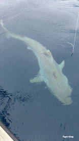 Fort Lauderdale Report Photo 1