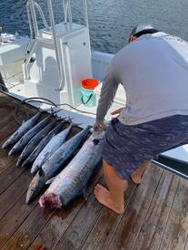 Lots of KINGFISH 