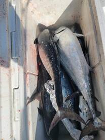 Lots of action for this family!