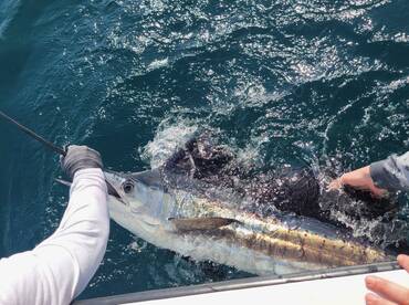 Sailfish sailfish sailfish 