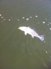 So much fun on light tackle and Artifici