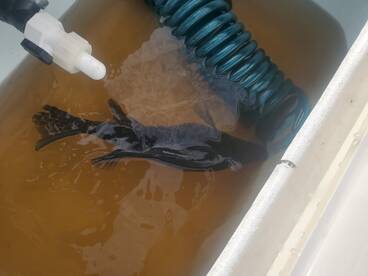 DeBary Report Photo 2