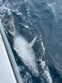 Beaufort Report Photo 1
