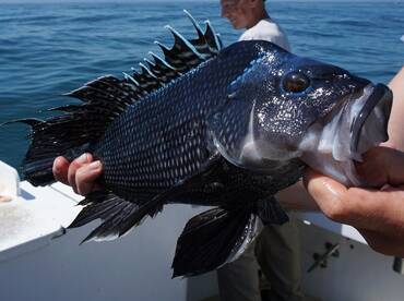 February Black Sea Bass Season!