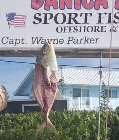 Islamorada Report Photo 1