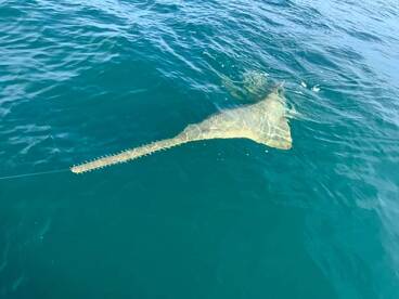 Rare Sawfish x2!!