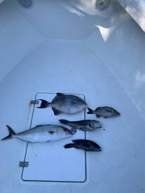 4 Hour Fishing Trip! LOTS of fish to be 