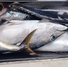 Tuna Charters