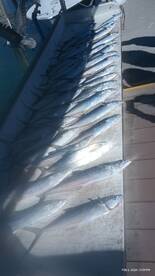 Port Canaveral Report Photo 1