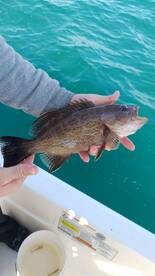 Belleair Bluffs Report Photo 1