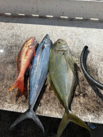 Reef action for dinner plus 3 Sailfish!