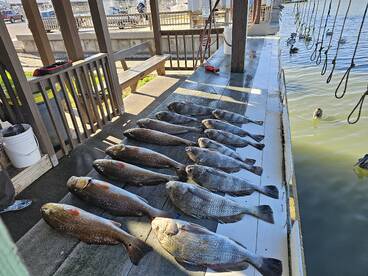 We are doing great on red fish and black