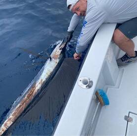 Hot sailfish action right now