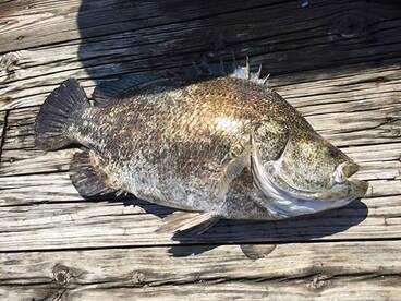 Tripletail (Black Fish)