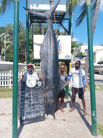 820 lbs Blue Marlin