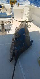 3 marlin strikes,got 1