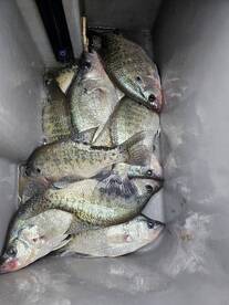 Grenada Lake Report Photo 3