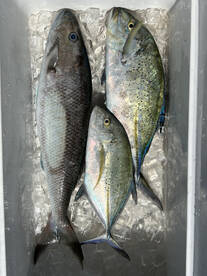 Haleiwa Report Photo 2