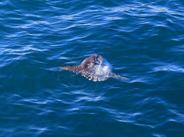 Light Tackle Seafari