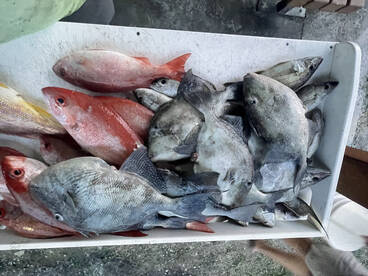 Awesome bottom fishing! Triggerfish,beel