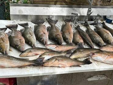 Big Winter Snapper on the Calm Side of M