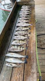 Sheeps Head Season!!!!