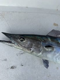 Big live bait wahoo
