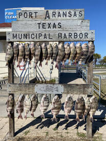 Sheepshead are here for the spring run