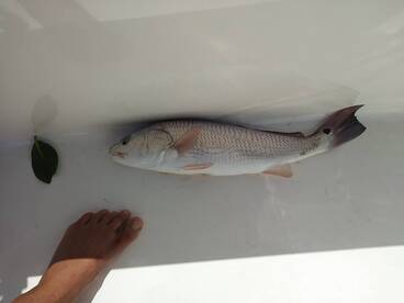 Pompano Beach Report Photo 2