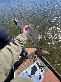 Tampa Report Photo 1