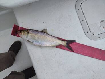 Shad are showing up!