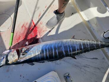 Morehead City Report Photo 1