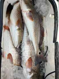 South Padre Island Report Photo 1