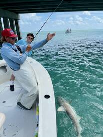 Sharks and goliaths!