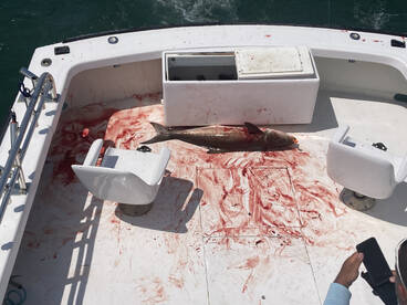 Open for charter on  April 1st