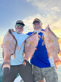 Sunset Hogfish