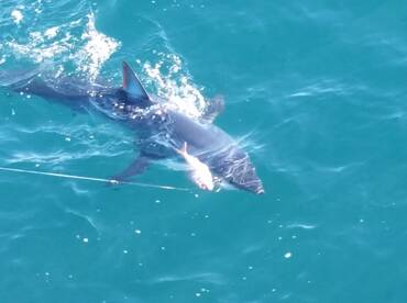 Mako shark