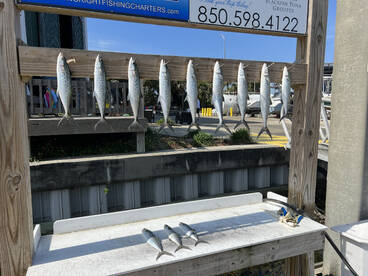 Destin Report Photo 1