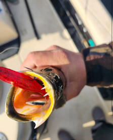 New Bern Report Photo 1