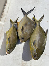 Tasty Treats In The Creeks