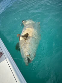 Nokomis Report Photo 2