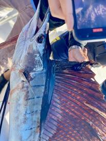 4-6 sailfish in an afternoon!