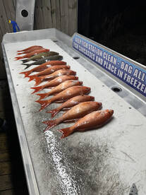 Todays chewing fish