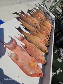 2 person limit of mangrove snapper,  key