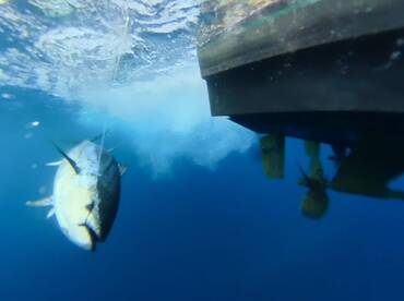 Fun day Offshore / Lots of Action