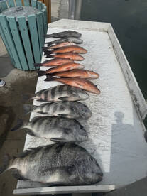 Nearshore Shrimp Fishing Still Producing