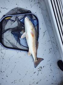 Corpus Christi Report Photo 2