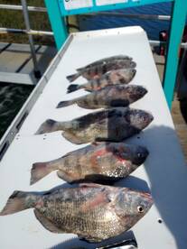 Murrells Inlet Report Photo 1